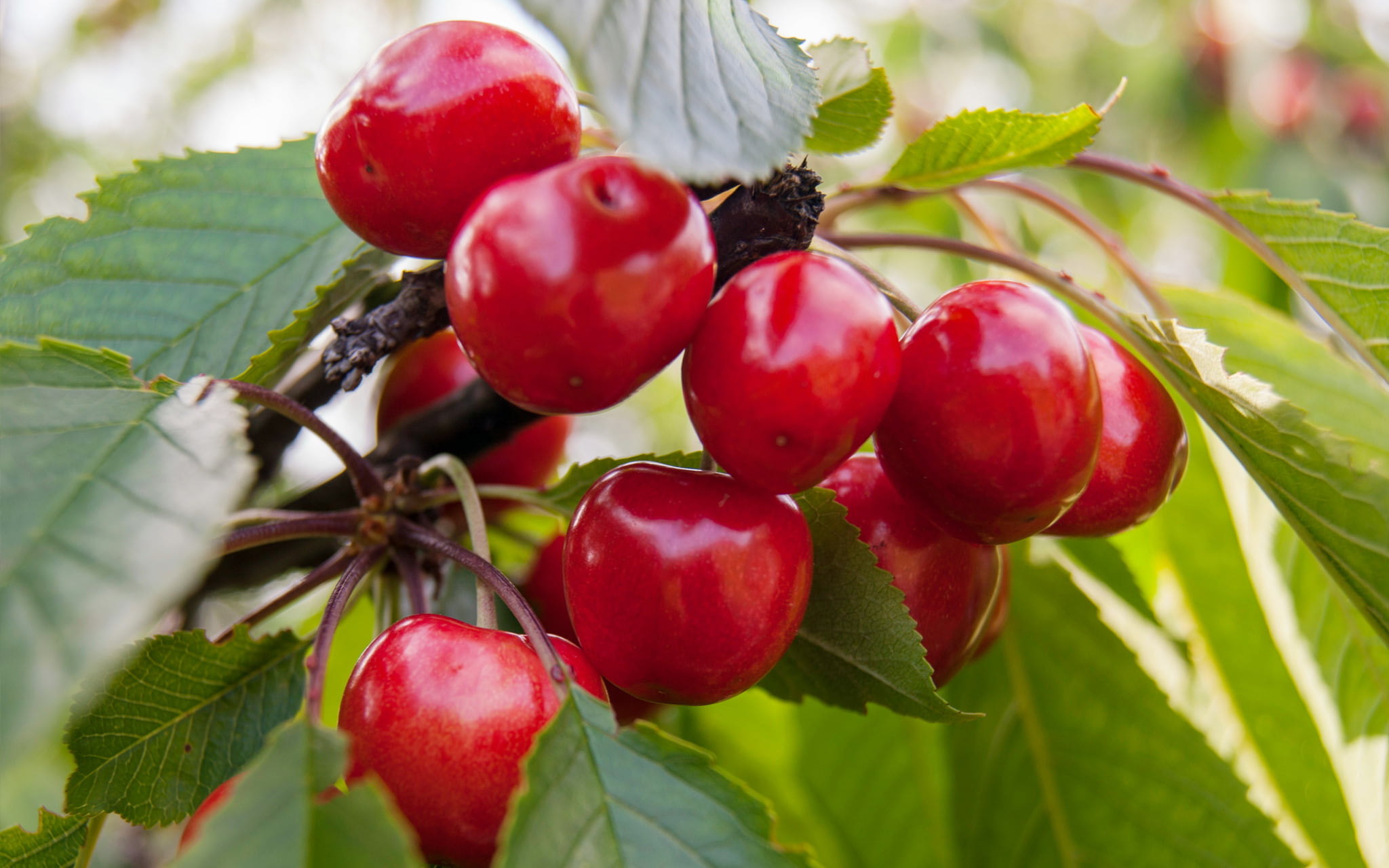 大棚樱桃管理方案