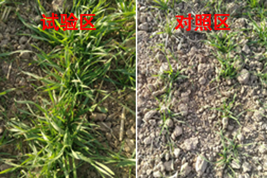 小麦篇| 小麦高产第一步&mdash;用植物免疫蛋白拌种