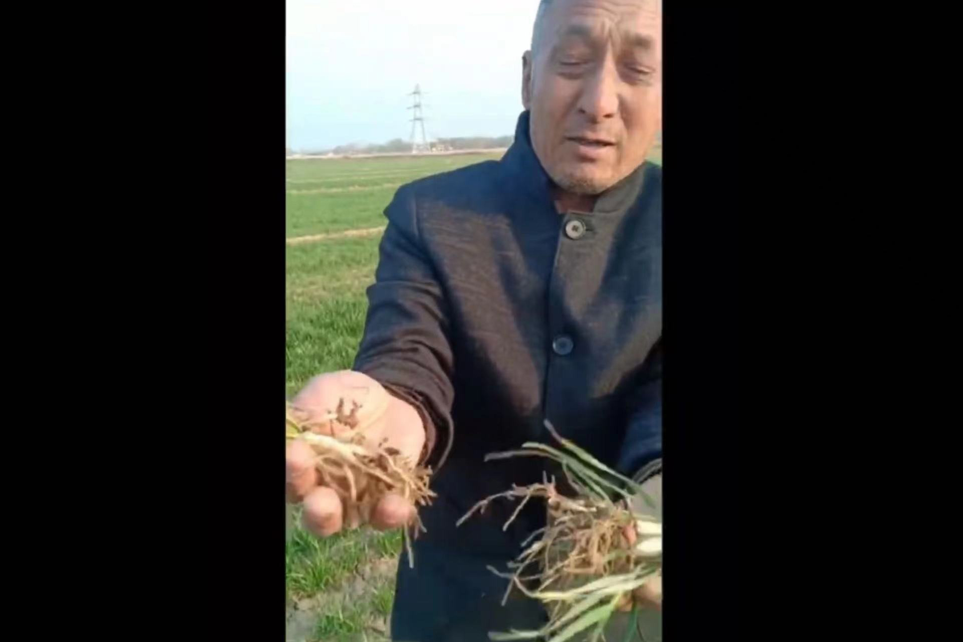 小麦篇|晚播小麦弱苗促壮 种粮大户信赖水禾土