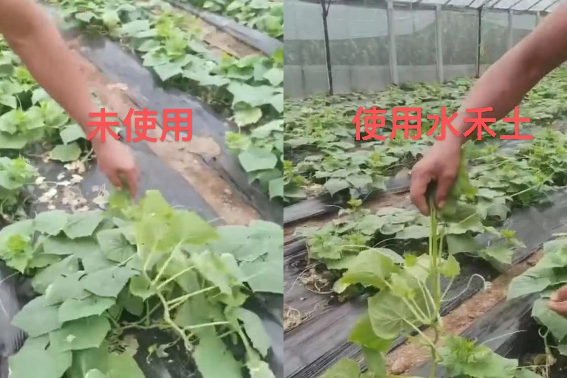 黄瓜篇｜苗期生长遇难 水禾土植物免疫产品助力高产