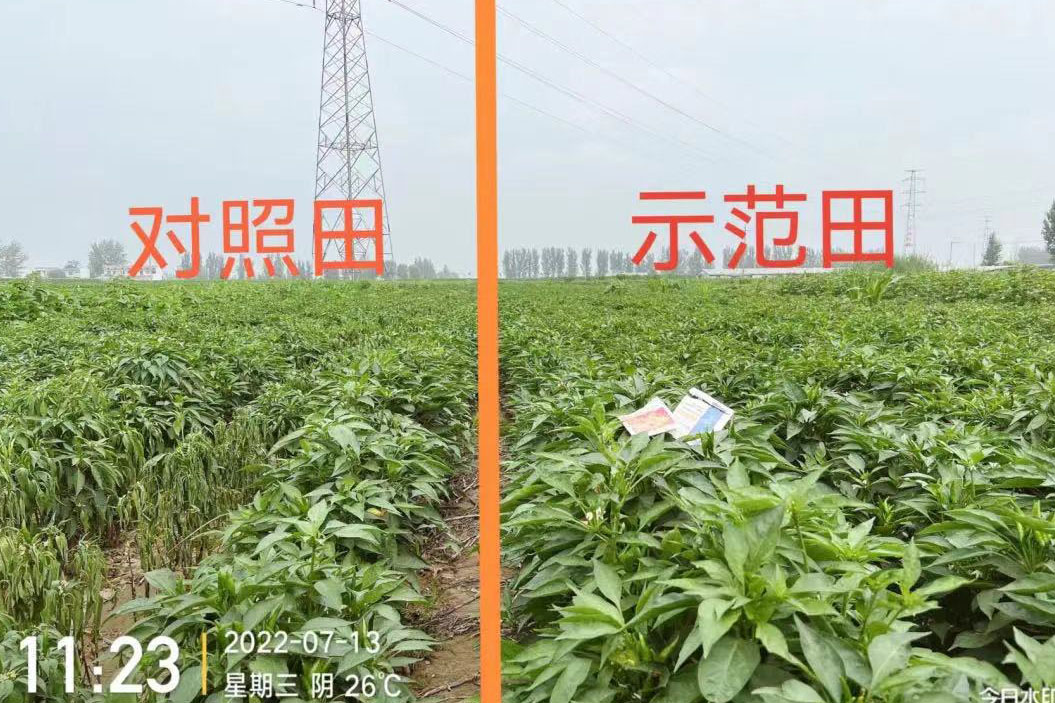 济宁金乡县：水禾土植物免疫套餐防治辣椒病毒病